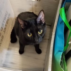 All proceeds go to my local animal shelter.